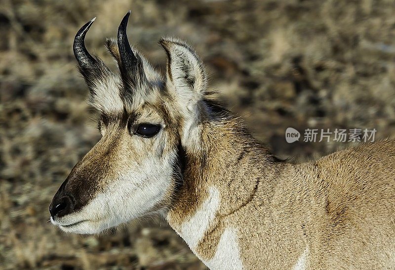 羚羊，Antilocarpra americana，黄石国家公园的冬天，WY。男性。